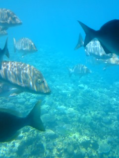 熱帯魚1